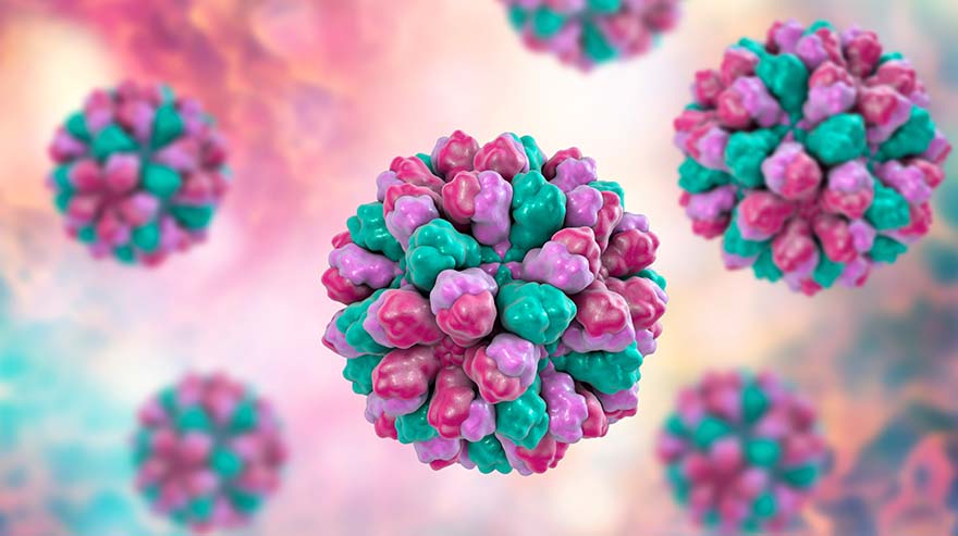 Norovirus, Norwalk virus, also called winter vomiting bug, RNA virus from Caliciviridae family, causative agent of gastroenteritis characterized by diarrhea, vomiting, stomach pain. 3D illustration