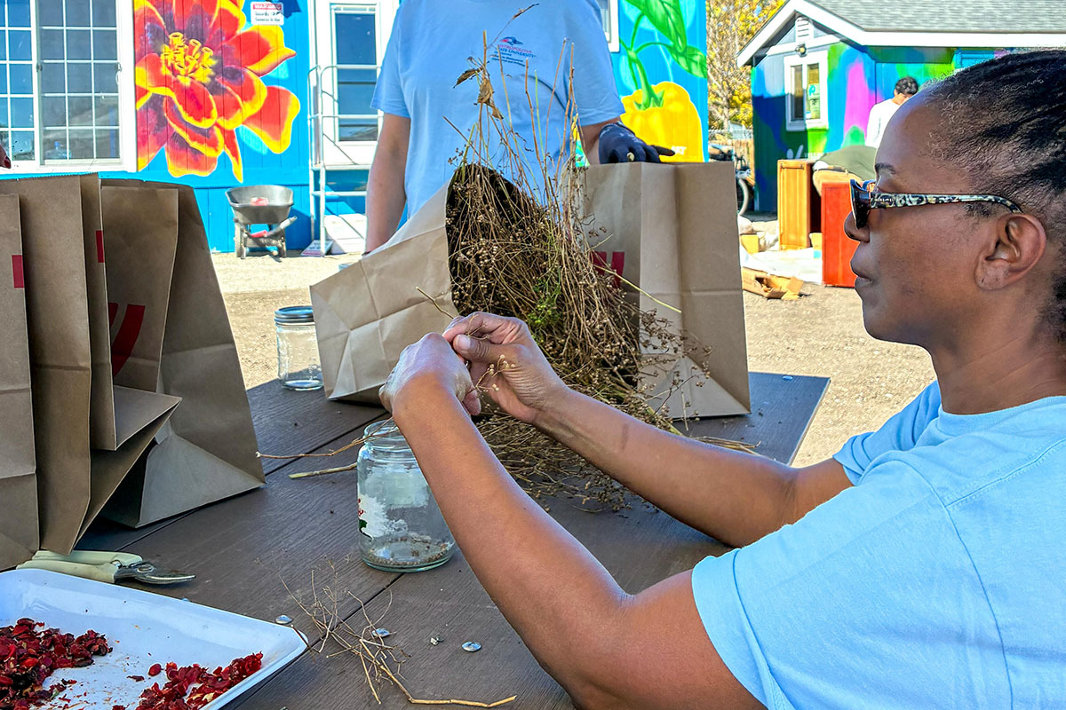 A volunteer seated at a picnic table sorts dried plants and seeds into jars.