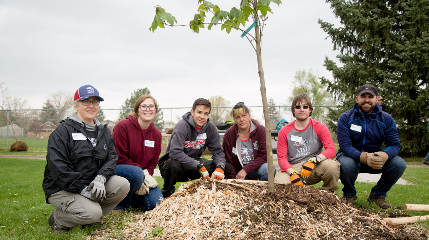 MSU Denver faculty, staff and students planting a tree